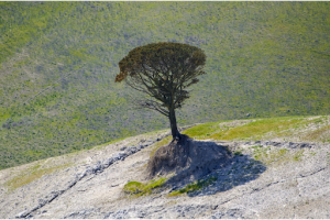 Lone Cypress 