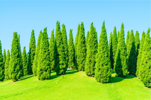 Lone Cypress