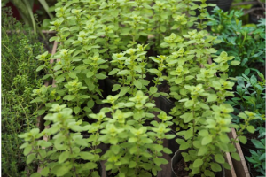 Marjoram