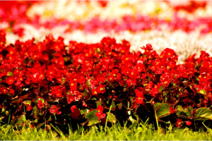 Crimson Clover