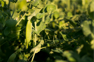  Field Peas 